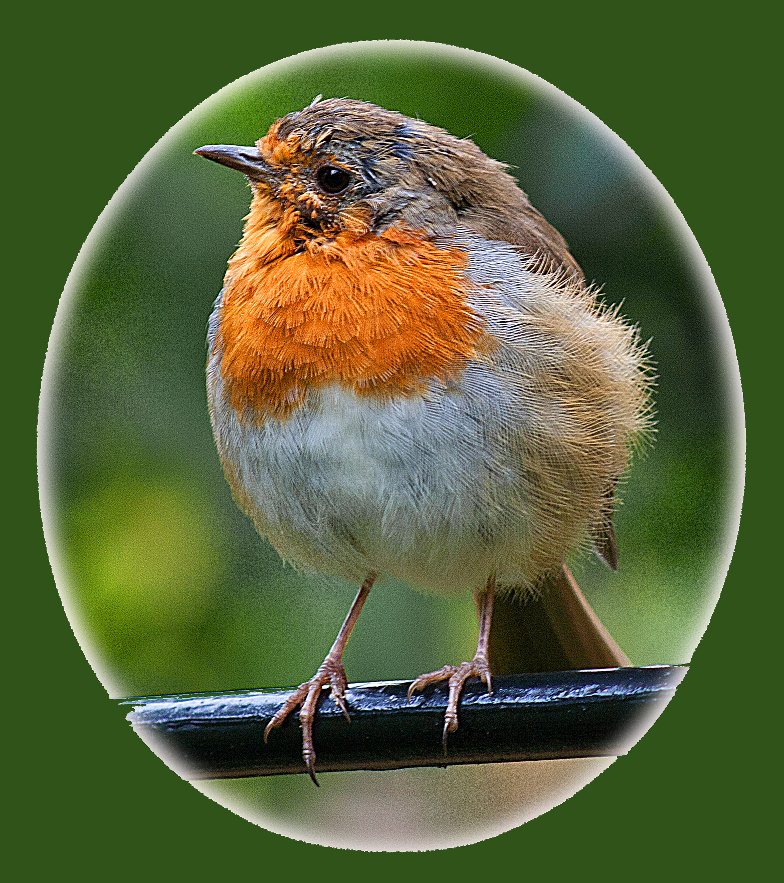 robin