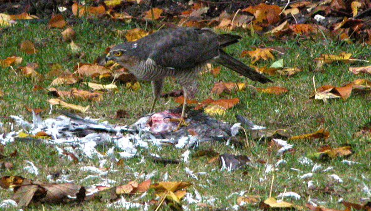sparrow hawk